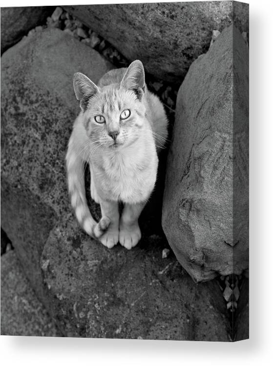 Cat Canvas Print featuring the photograph Saide by Gina Cinardo