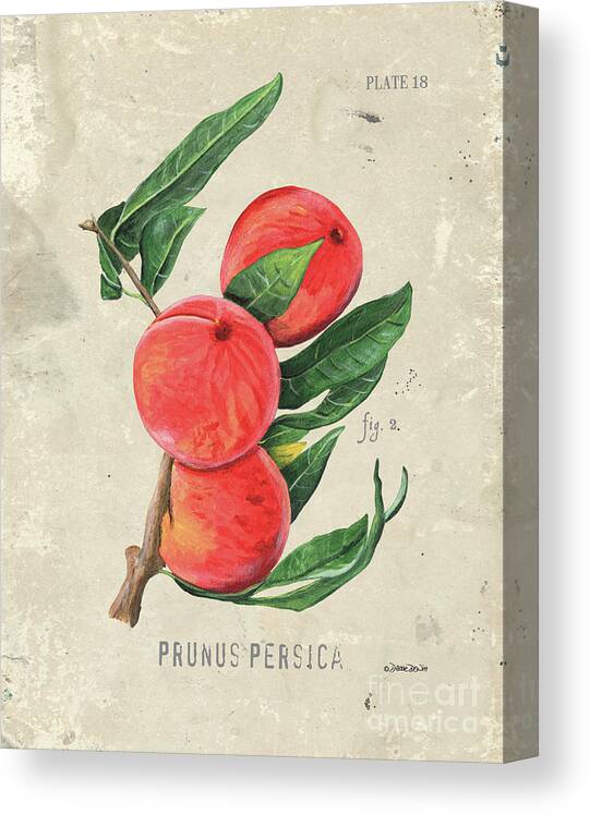 Peach Canvas Print featuring the painting Scientific Fruit 2 by Debbie DeWitt