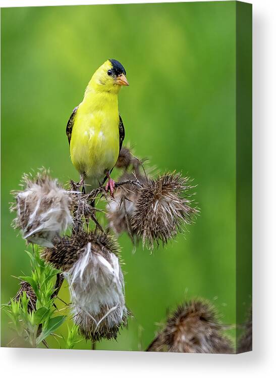 Goldfinch Canvas Print featuring the photograph Season's End by Regina Muscarella