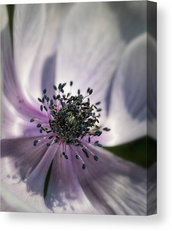 Flowers Canvas Print featuring the photograph Shades Of Spring 4 by Robert Fawcett