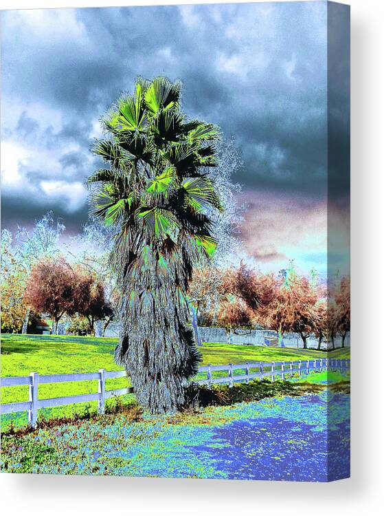 Tree Canvas Print featuring the photograph Shaggy Palm by Andrew Lawrence