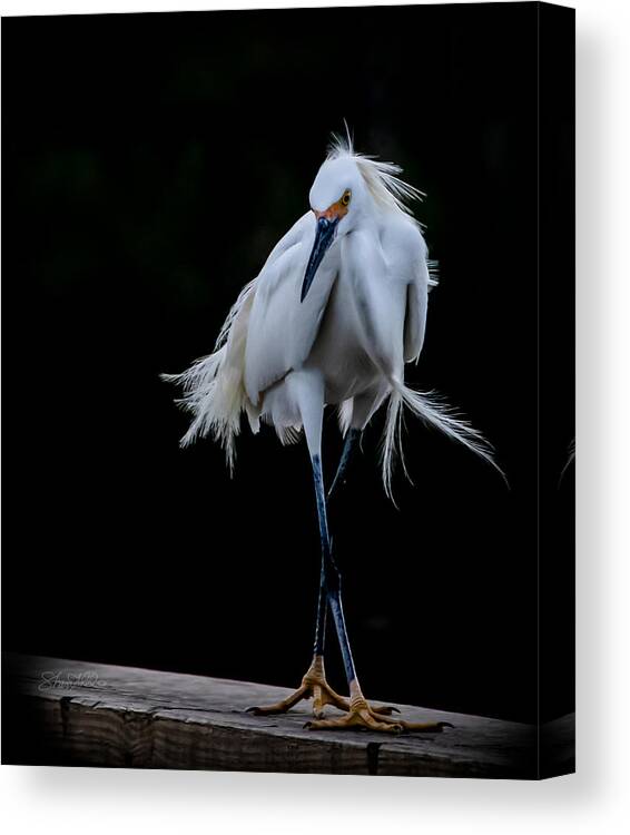 Bird Canvas Print featuring the photograph Shall We Dance by Shara Abel