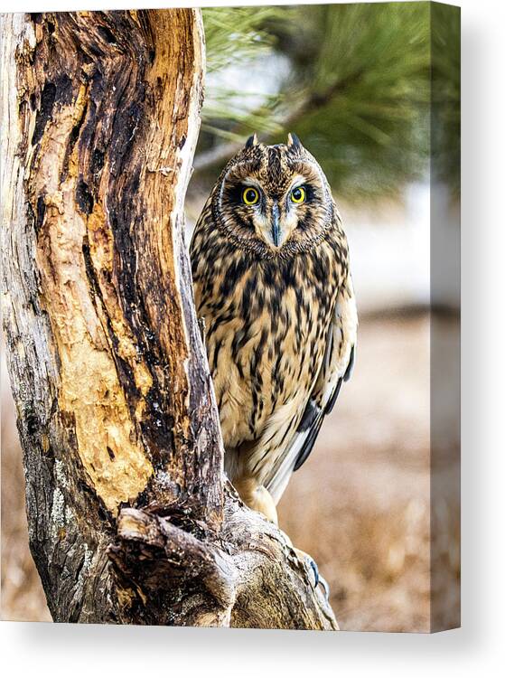 Owl Canvas Print featuring the photograph Short-eared Owl Peeking by Dawn Key