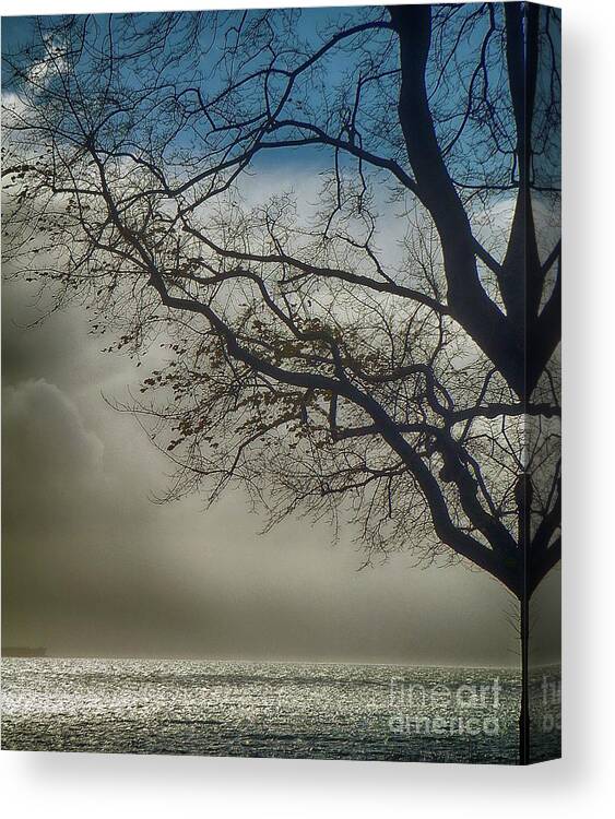 Tree Canvas Print featuring the photograph Silhouetted Tree by Kimberly Furey