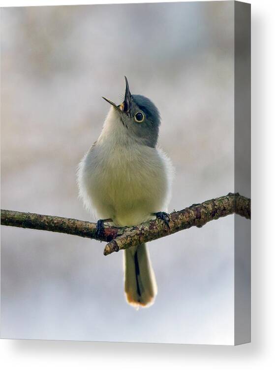 Blue Gray Gnatcatcher Canvas Print featuring the photograph Sing a Song by Timothy McIntyre