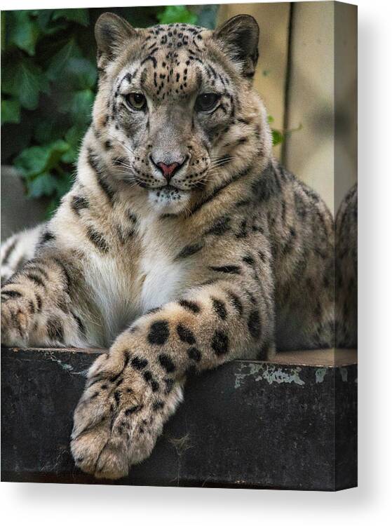 Zoo Boise Canvas Print featuring the photograph Snow Leopard 2 by Melissa Southern