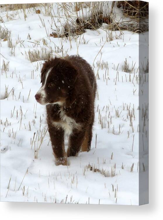 Pup Canvas Print featuring the photograph Snow Pup by Katie Keenan