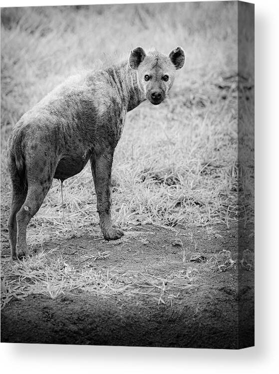 Carnivores Canvas Print featuring the photograph Spotted Hyena by Maresa Pryor-Luzier