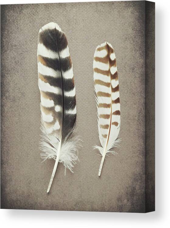 Feathers Canvas Print featuring the photograph Striped Pair by Lupen Grainne