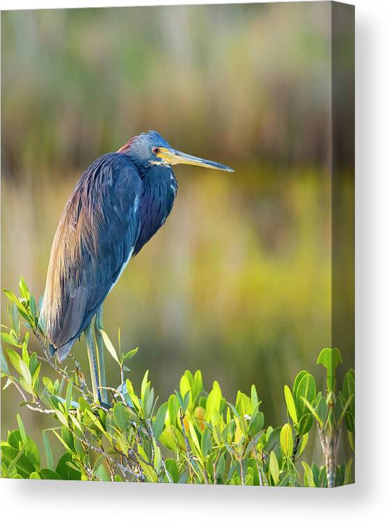 R5-2601 Canvas Print featuring the photograph Sunday morning scout by Gordon Elwell