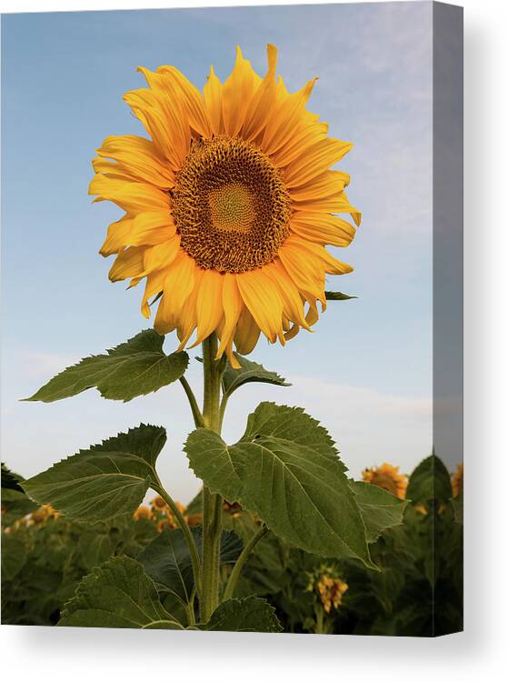 Sunflower Canvas Print featuring the photograph Sunflower at sunrise by Stephen Holst