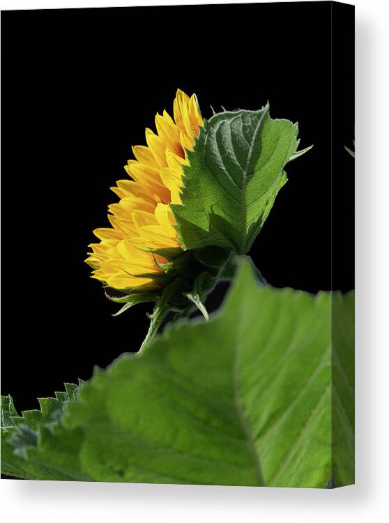 2021-08-13 Canvas Print featuring the photograph Sunflower in Profile by Phil And Karen Rispin