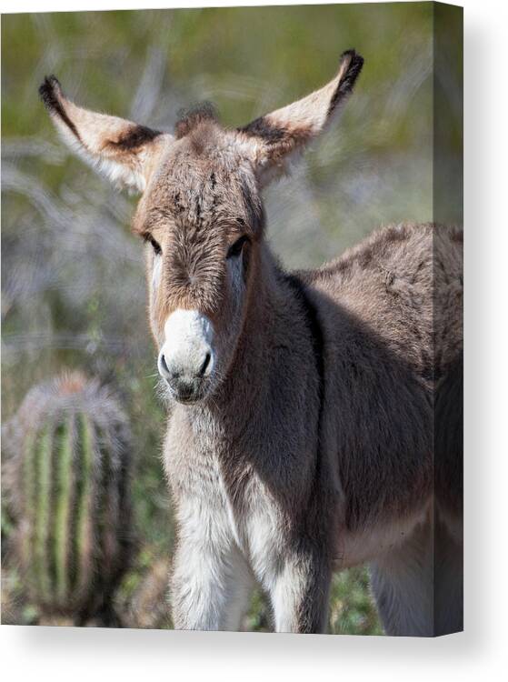 Wild Burros Canvas Print featuring the photograph Sure I Can Fly by Mary Hone