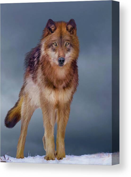 Wolf Canvas Print featuring the painting Face to Face- Wild Wolf by Mark Miller