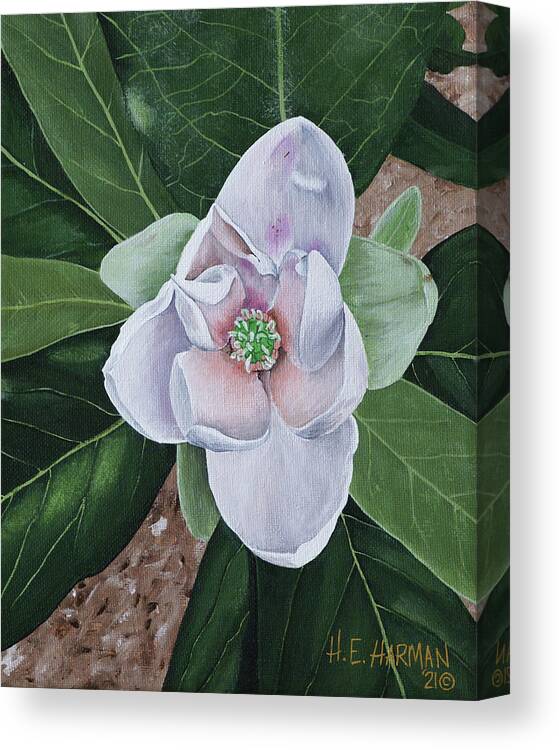 Sweetbay Magnolia Canvas Print featuring the painting Sweetbay Magnolia by Heather E Harman