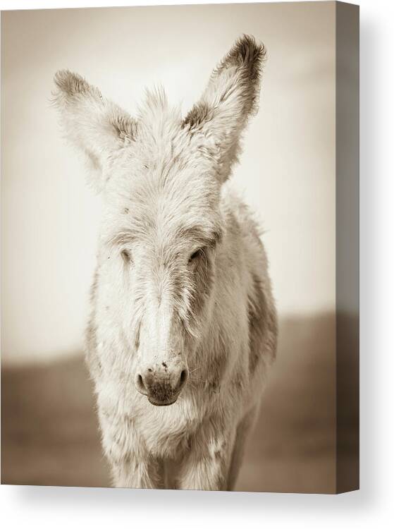 Wild Burros Canvas Print featuring the photograph Sweetness by Mary Hone