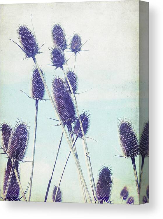 Nature Photography Canvas Print featuring the photograph Teasel by Lupen Grainne