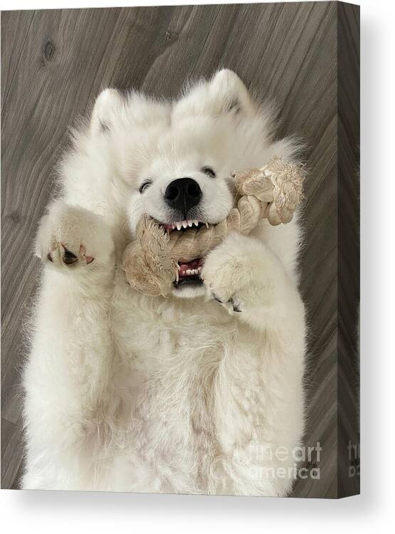Samoyed Canvas Print featuring the photograph Teething by Lois Bryan