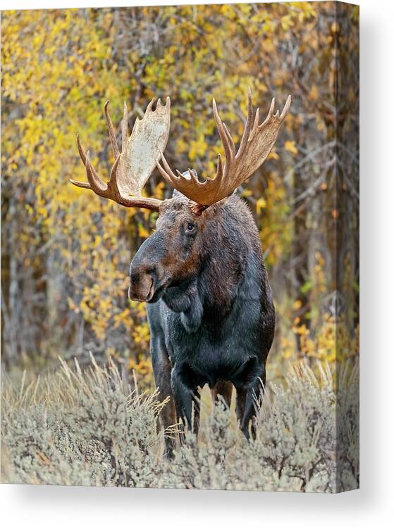 Bull Canvas Print featuring the photograph Teton Bull Moose by Gary Langley