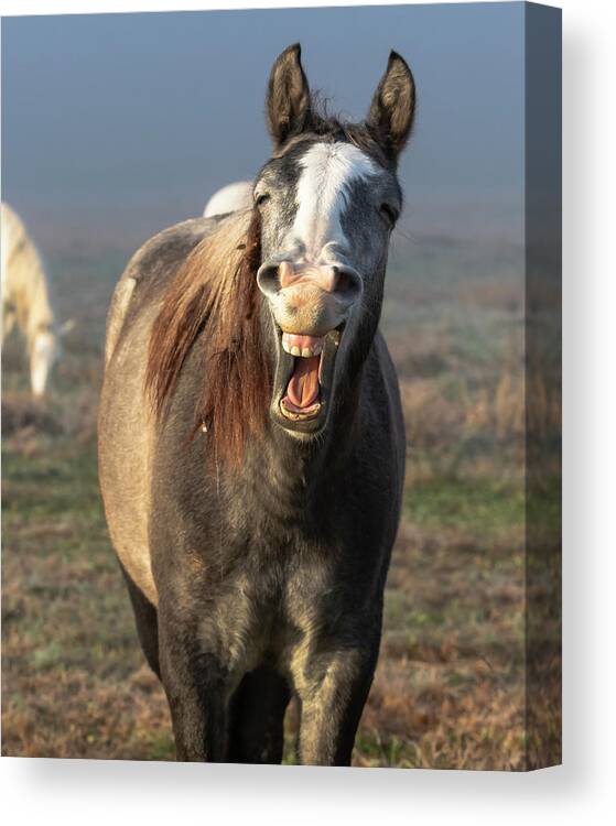 Horse Canvas Print featuring the photograph That's a Good One by Holly Ross