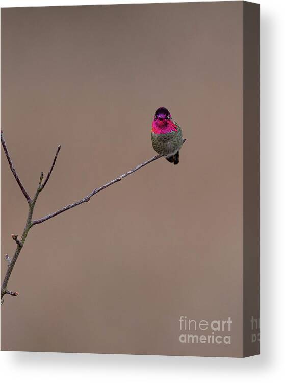 Anna's Hummingbird Canvas Print featuring the photograph The Brighter Side of Anna's Hummingbird by Nancy Gleason