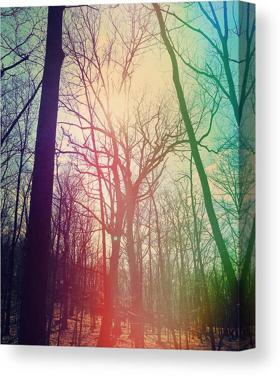 Forest Canvas Print featuring the photograph The Rainbow Forest by Amy Neufeld