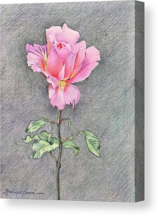 Color Pencil Drawing Canvas Print featuring the drawing The Rose for Tess by Rosencruz Sumera