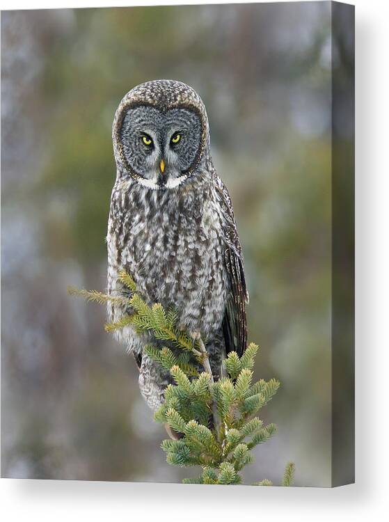 Owl Canvas Print featuring the photograph The Staredown by Timothy McIntyre