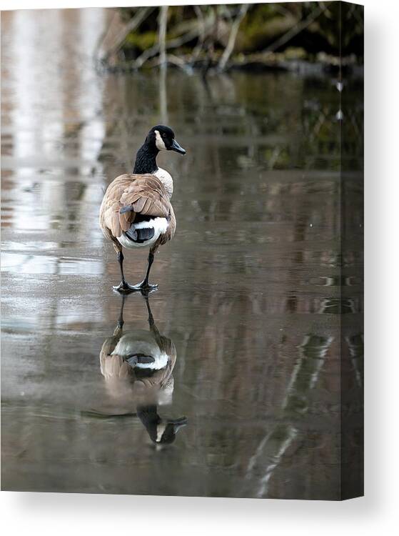 Canadian Goose Canvas Print featuring the photograph Thin Ice by Kevin Suttlehan