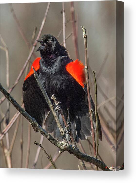 Marsh Canvas Print featuring the photograph This Is MY Marsh DSB035 by Gerry Gantt