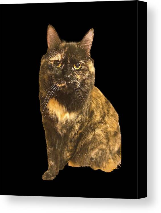 Cat Canvas Print featuring the photograph Tortoise Long Hair Cat by Lisa Pearlman