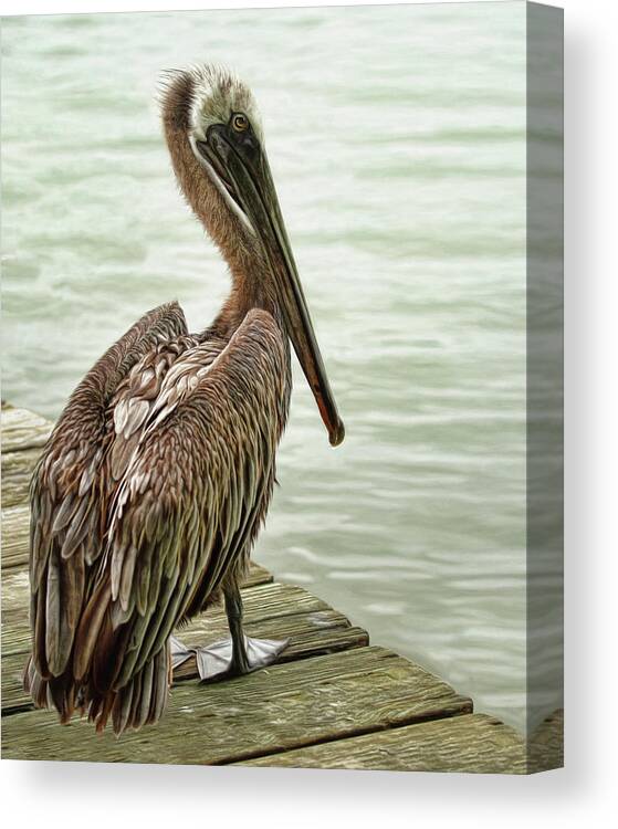 Pelican Canvas Print featuring the photograph Tough Old Bird by Brad Barton