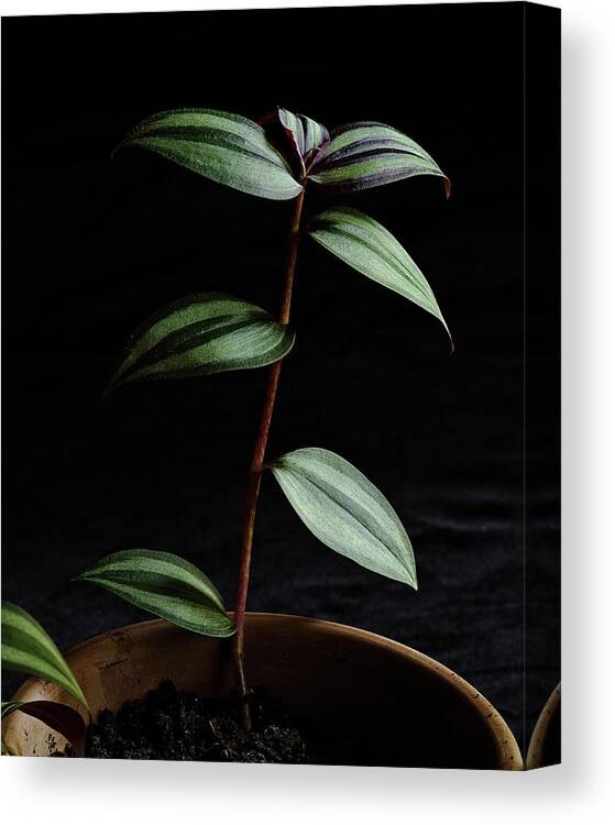 Tradescantia Zebrina Canvas Print featuring the photograph Tradescantia zebrina By My Back Window by Stephen Russell Shilling