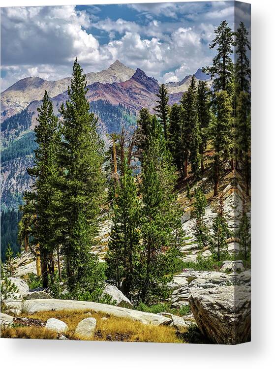 Sequoia National Park Canvas Print featuring the photograph Trailside Vista by Brett Harvey