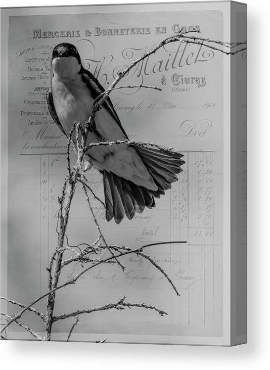 Bird Canvas Print featuring the photograph Tree Swallow by Cathy Kovarik