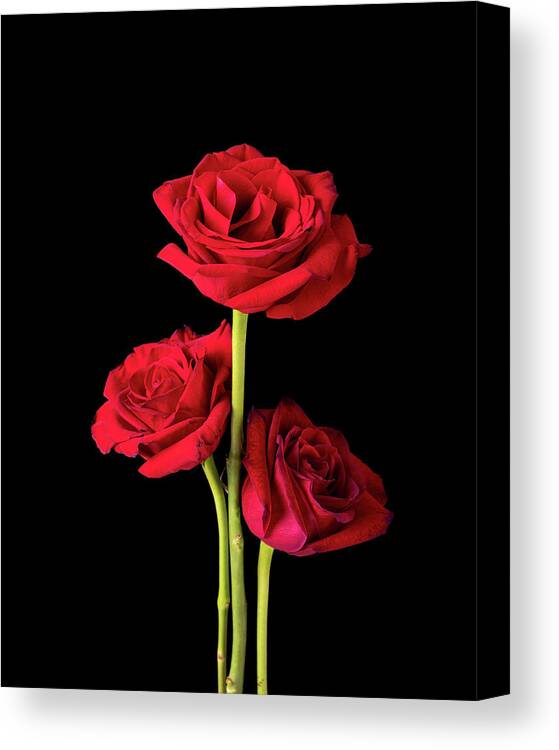 Blooming Canvas Print featuring the photograph Trio of American Beauty Roses on Black by Charles Floyd