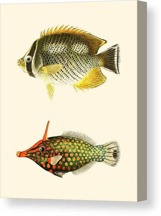 Fish Canvas Print featuring the digital art Tropical Fish by Madame Memento
