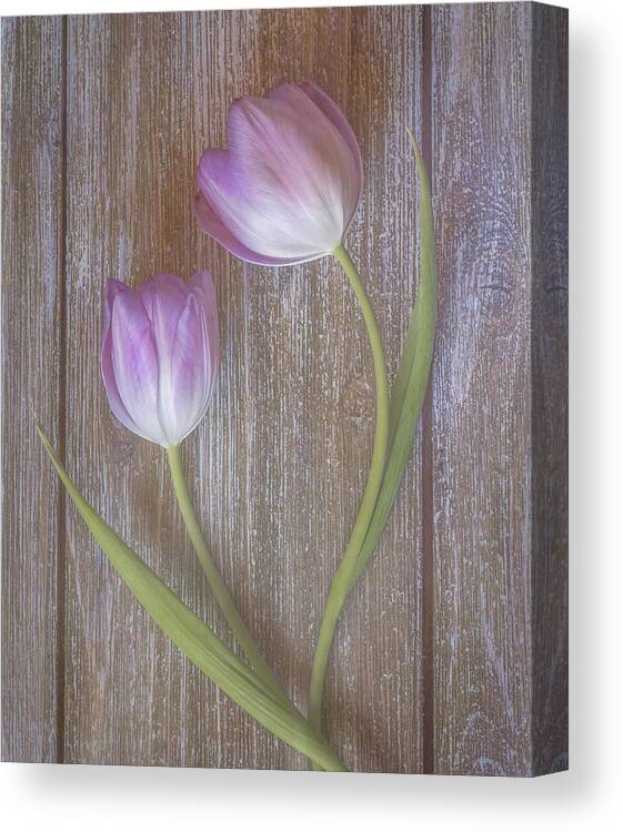 Pink Tulips Canvas Print featuring the photograph Two pink tulips by Sylvia Goldkranz
