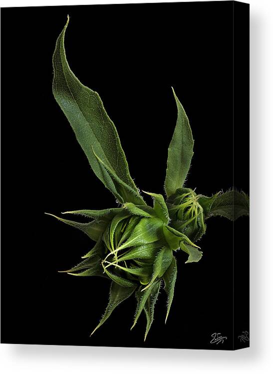 Wild Sunflower Buds Canvas Print featuring the photograph Two Sunflower Buds by Endre Balogh