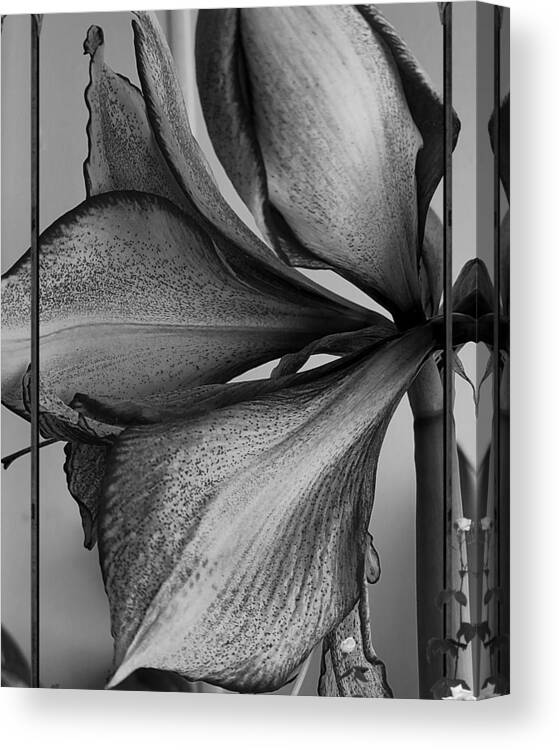 Flower Canvas Print featuring the photograph Up close in black and white by Kim Galluzzo