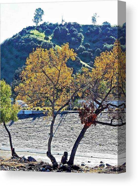 Trees Canvas Print featuring the photograph Urban Wilderness by Andrew Lawrence