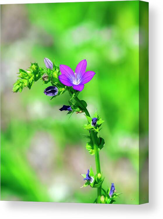 Bellflower Family Canvas Print featuring the photograph Venus' Looking-glass DFL1157 by Gerry Gantt
