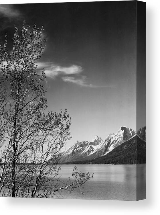 Ansel Adams Canvas Print featuring the photograph View of mountains with tree in foreground, Grand Teton National Park, Wyoming, 1941 by Ansel Adams