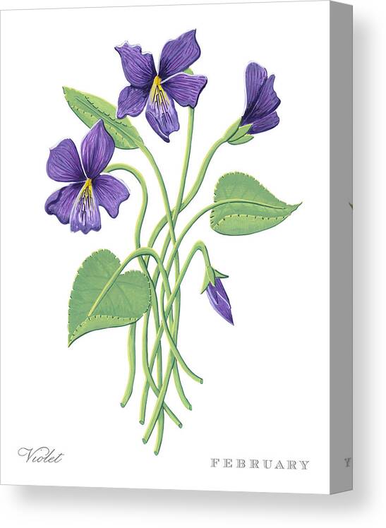 Violet Canvas Print featuring the painting Violet February Birth Month Flower Botanical Print on White - Art by Jen Montgomery by Jen Montgomery