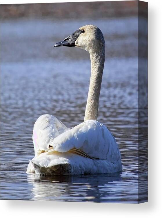 Waterfowl Canvas Print featuring the photograph Watchful Trumpeter Swan by Dale Kauzlaric