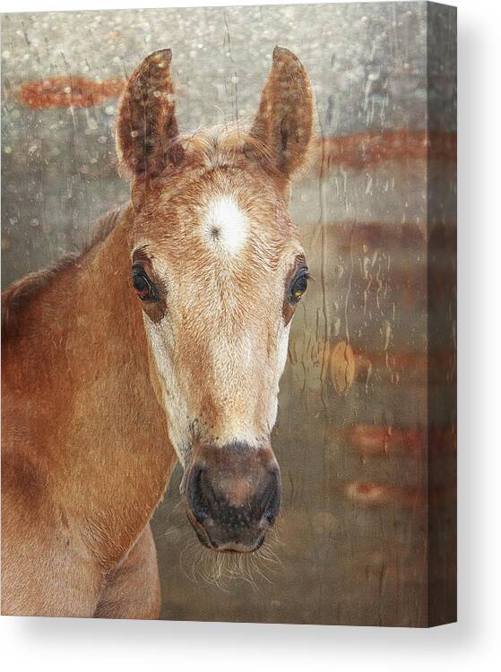 American Saddlebred Foal Horse Art Canvas Print featuring the photograph Week Old Foal by Jerry Cowart