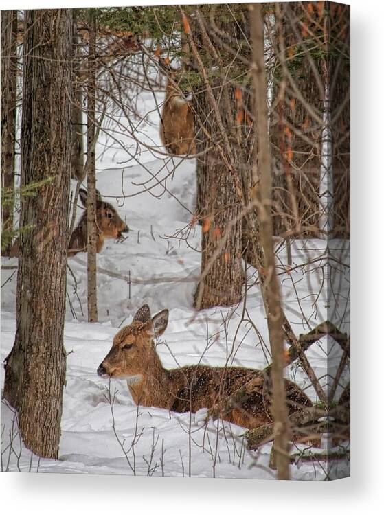 Wildlife Canvas Print featuring the photograph Whitetail Deer Relaxing In The Snow by Dale Kauzlaric