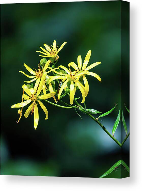 Whorled Rosinweed Canvas Print featuring the photograph Whorled Rosinweed - 001 by Flees Photos