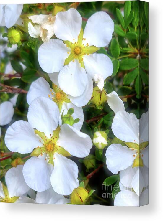 Roses Canvas Print featuring the photograph Wild Roses by Mimulux Patricia No