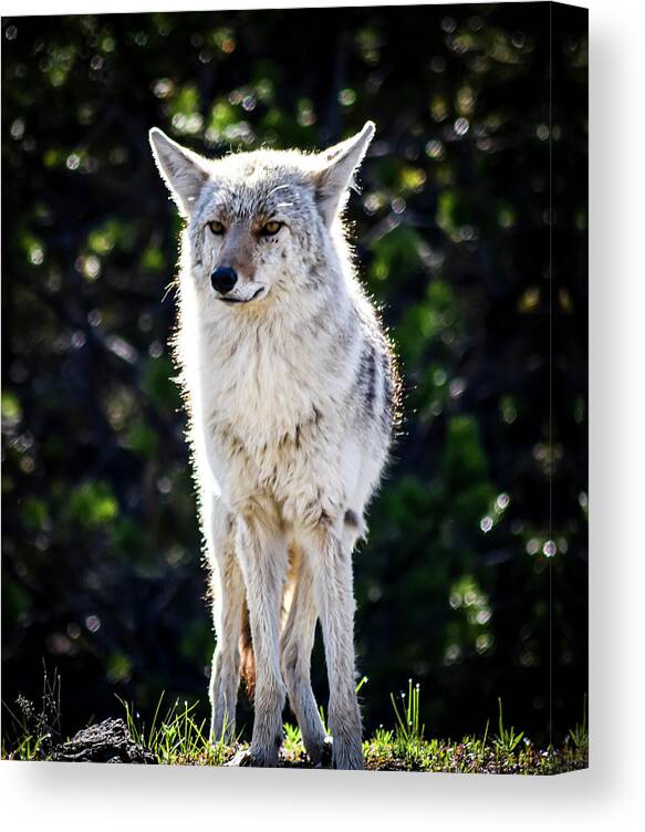 Wildlife Photography Canvas Print featuring the photograph Wildlife Yellowstone Photography 20180520-150 by Rowan Lyford